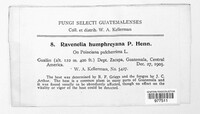 Ravenelia humphreyana image